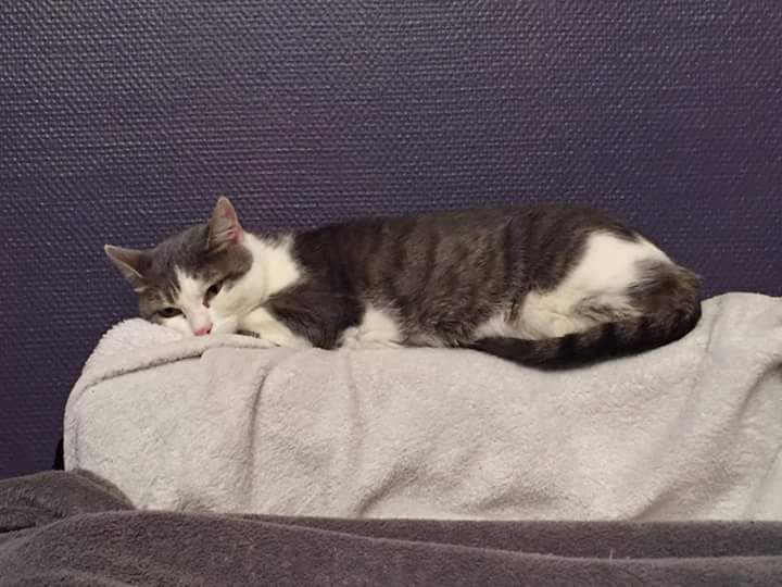 Maya