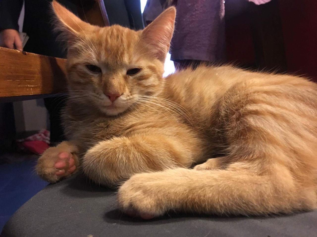 Weasley